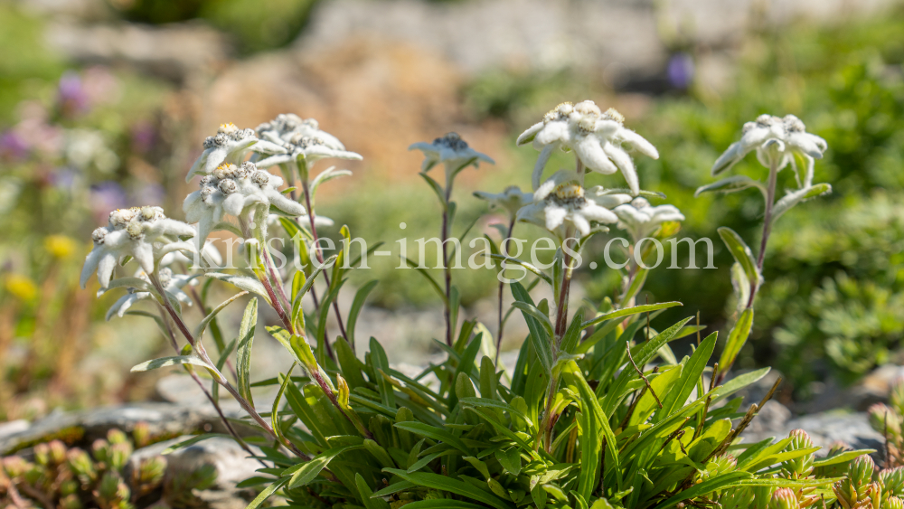 Alpen-Edelweiß / Alpengarten der Universität Innsbruck, Patscherkofel, Tirol, Österreich by kristen-images.com