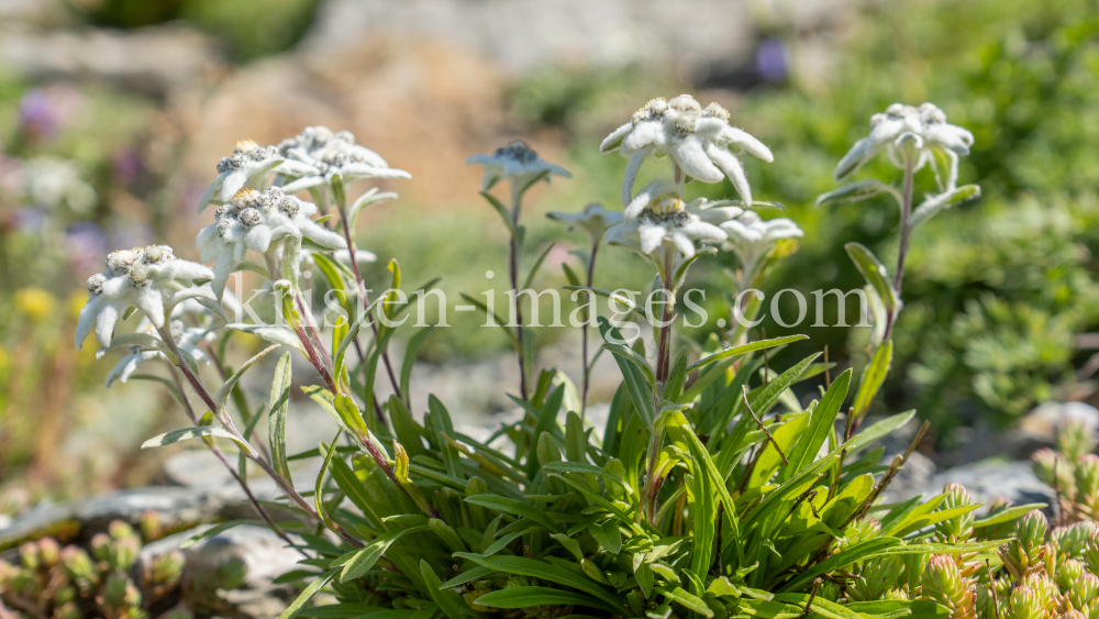 Alpen-Edelweiß / Alpengarten der Universität Innsbruck, Patscherkofel, Tirol, Österreich by kristen-images.com