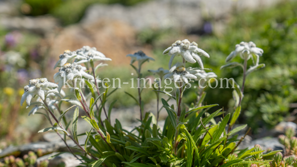 Alpen-Edelweiß / Alpengarten der Universität Innsbruck, Patscherkofel, Tirol, Österreich by kristen-images.com