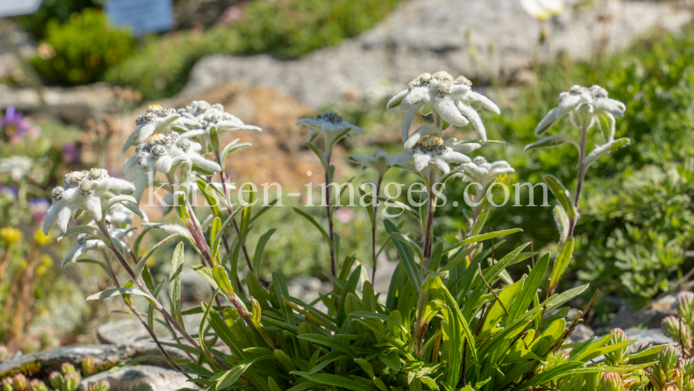 Alpen-Edelweiß / Alpengarten der Universität Innsbruck, Patscherkofel, Tirol, Österreich by kristen-images.com