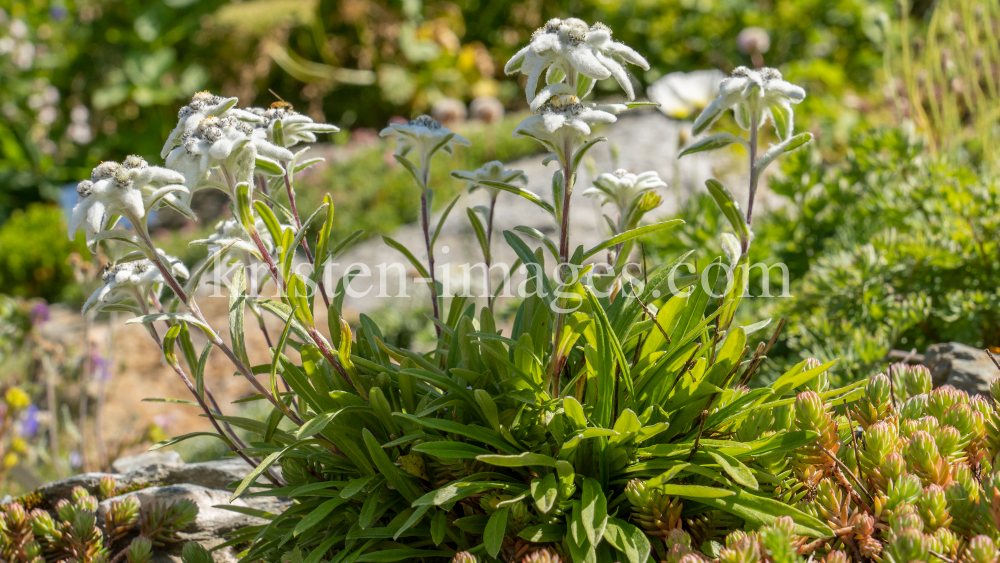 Alpen-Edelweiß / Alpengarten der Universität Innsbruck, Patscherkofel, Tirol, Österreich by kristen-images.com