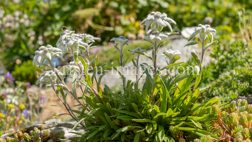 Alpen-Edelweiß / Alpengarten der Universität Innsbruck, Patscherkofel, Tirol, Österreich by kristen-images.com