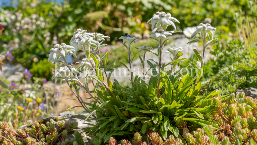 Alpen-Edelweiß / Alpengarten der Universität Innsbruck, Patscherkofel, Tirol, Österreich by kristen-images.com