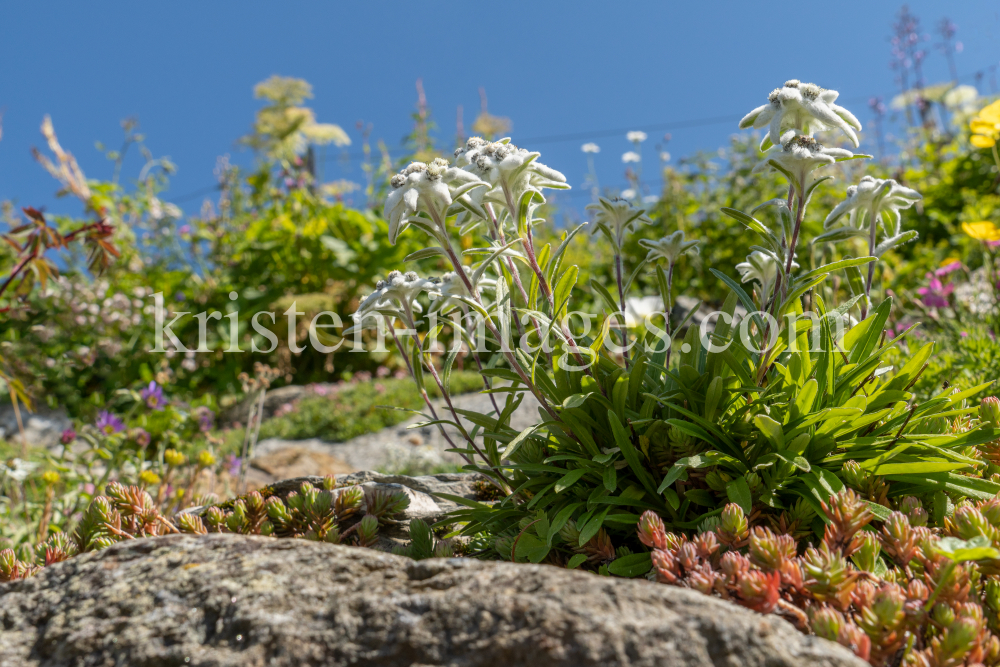 Alpen-Edelweiß / Alpengarten der Universität Innsbruck, Patscherkofel, Tirol, Österreich by kristen-images.com