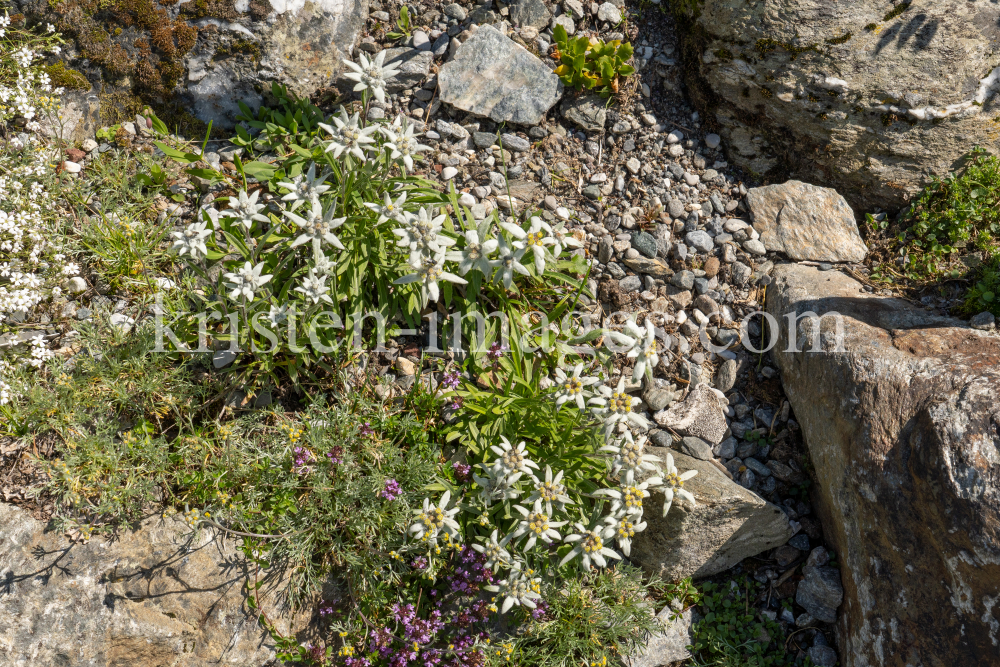 Alpen-Edelweiß / Alpengarten der Universität Innsbruck, Patscherkofel, Tirol, Österreich by kristen-images.com