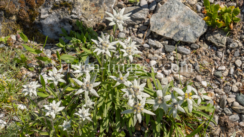 Alpen-Edelweiß / Alpengarten der Universität Innsbruck, Patscherkofel, Tirol, Österreich by kristen-images.com