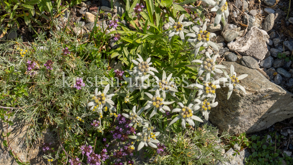 Alpen-Edelweiß / Alpengarten der Universität Innsbruck, Patscherkofel, Tirol, Österreich by kristen-images.com