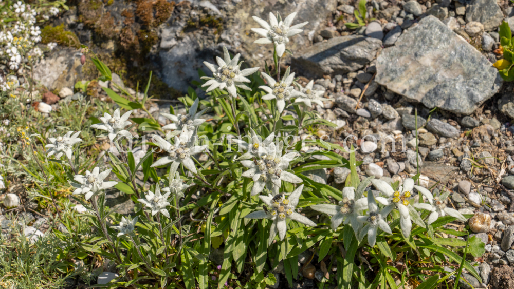 Alpen-Edelweiß / Alpengarten der Universität Innsbruck, Patscherkofel, Tirol, Österreich by kristen-images.com