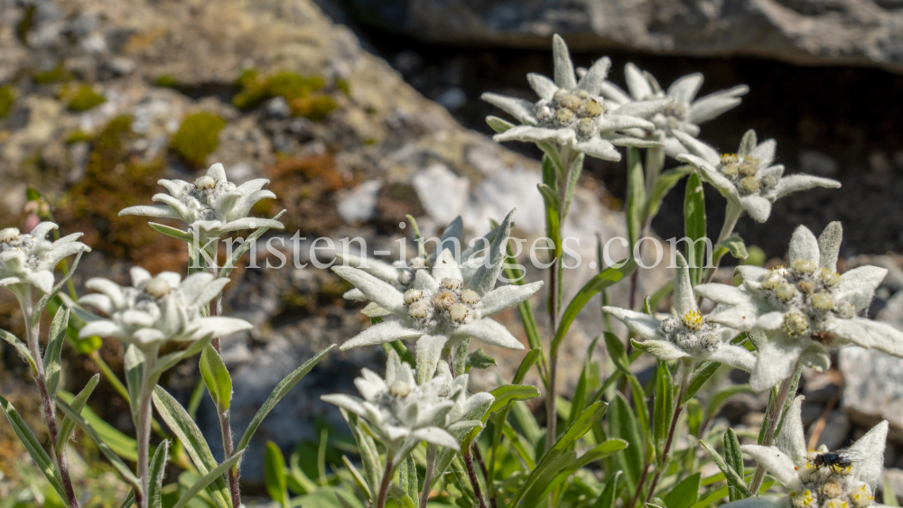 Alpen-Edelweiß / Alpengarten der Universität Innsbruck, Patscherkofel, Tirol, Österreich by kristen-images.com