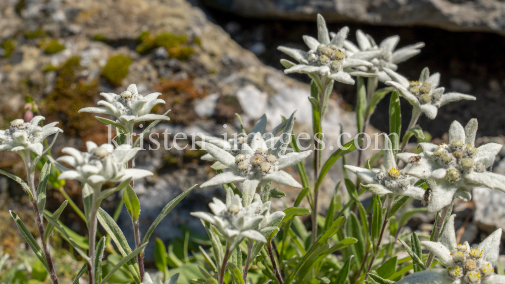 Alpen-Edelweiß / Alpengarten der Universität Innsbruck, Patscherkofel, Tirol, Österreich by kristen-images.com