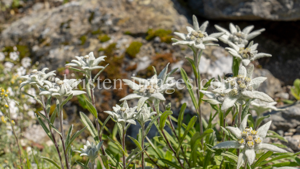 Alpen-Edelweiß / Alpengarten der Universität Innsbruck, Patscherkofel, Tirol, Österreich by kristen-images.com