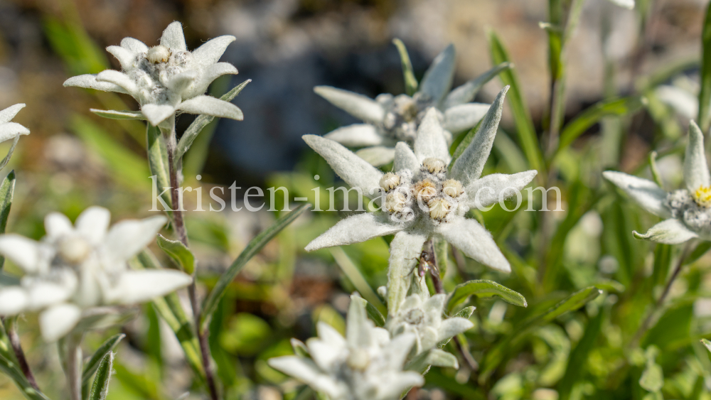 Alpen-Edelweiß / Alpengarten der Universität Innsbruck, Patscherkofel, Tirol, Österreich by kristen-images.com