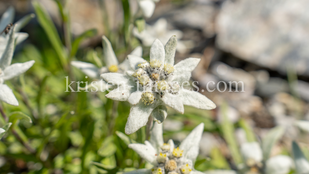 Alpen-Edelweiß / Alpengarten der Universität Innsbruck, Patscherkofel, Tirol, Österreich by kristen-images.com