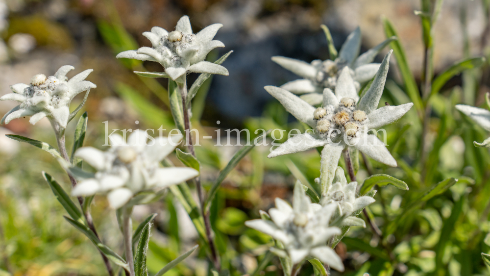 Alpen-Edelweiß / Alpengarten der Universität Innsbruck, Patscherkofel, Tirol, Österreich by kristen-images.com