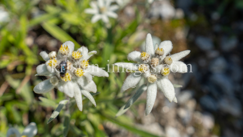 Alpen-Edelweiß / Alpengarten der Universität Innsbruck, Patscherkofel, Tirol, Österreich by kristen-images.com