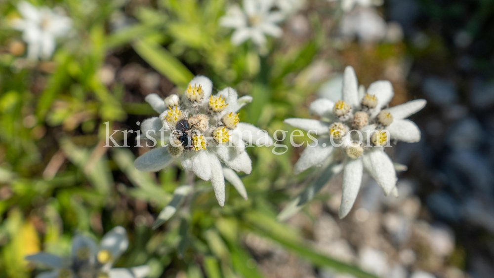 Alpen-Edelweiß / Alpengarten der Universität Innsbruck, Patscherkofel, Tirol, Österreich by kristen-images.com