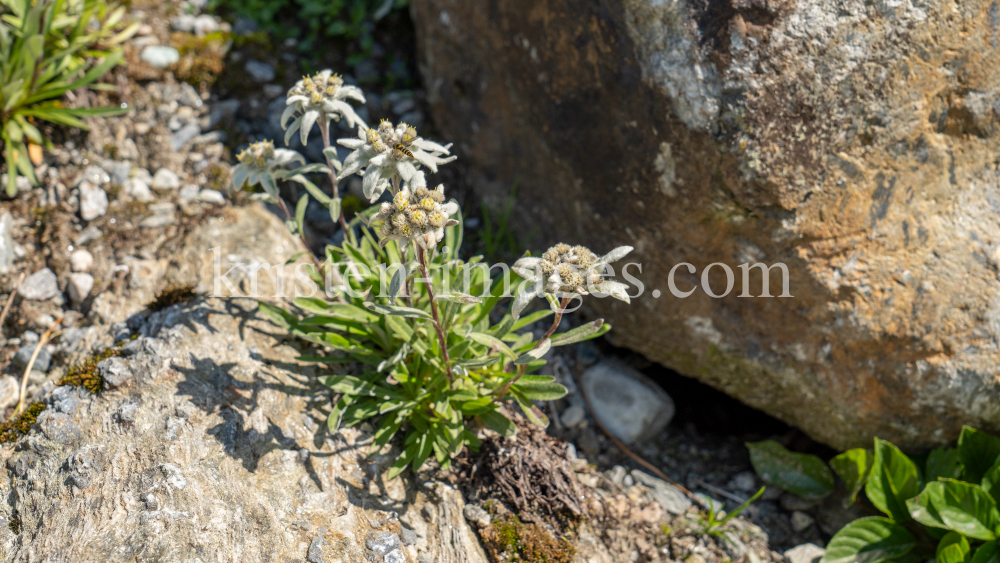 Alpen-Edelweiß / Alpengarten der Universität Innsbruck, Patscherkofel, Tirol, Österreich by kristen-images.com