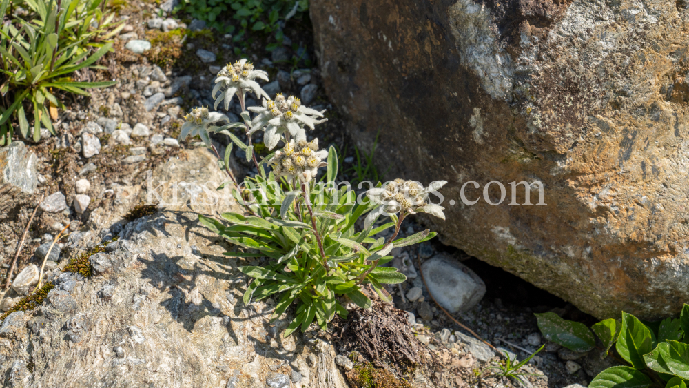 Alpen-Edelweiß / Alpengarten der Universität Innsbruck, Patscherkofel, Tirol, Österreich by kristen-images.com