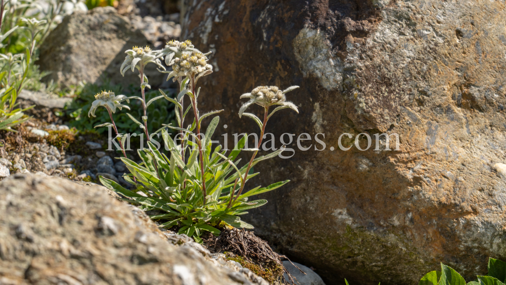 Alpen-Edelweiß / Alpengarten der Universität Innsbruck, Patscherkofel, Tirol, Österreich by kristen-images.com