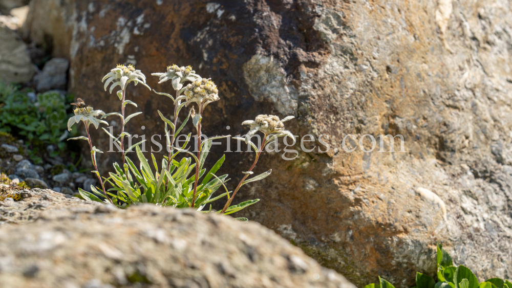 Alpen-Edelweiß / Alpengarten der Universität Innsbruck, Patscherkofel, Tirol, Österreich by kristen-images.com