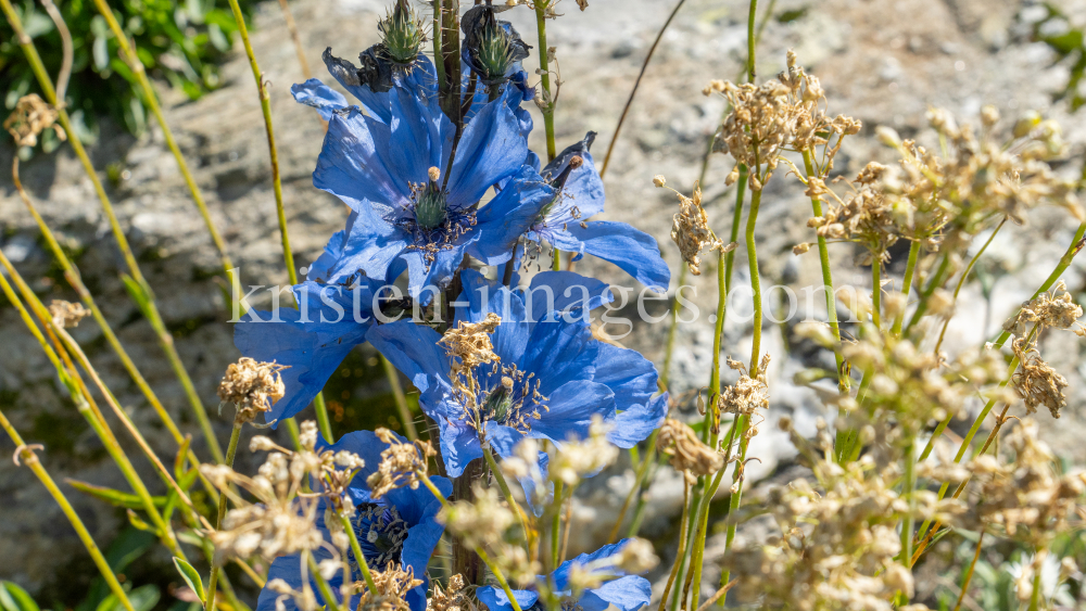 Trauben-Scheinmohn / Alpengarten der Universität Innsbruck, Patscherkofel, Tirol, Österreich by kristen-images.com