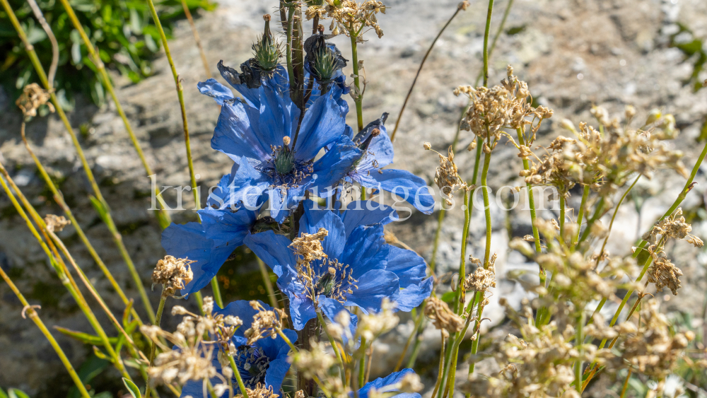 Trauben-Scheinmohn / Alpengarten der Universität Innsbruck, Patscherkofel, Tirol, Österreich by kristen-images.com