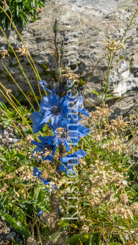 Trauben-Scheinmohn / Alpengarten der Universität Innsbruck, Patscherkofel, Tirol, Österreich by kristen-images.com