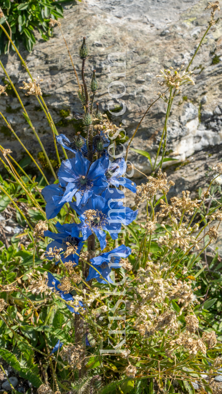 Trauben-Scheinmohn / Alpengarten der Universität Innsbruck, Patscherkofel, Tirol, Österreich by kristen-images.com