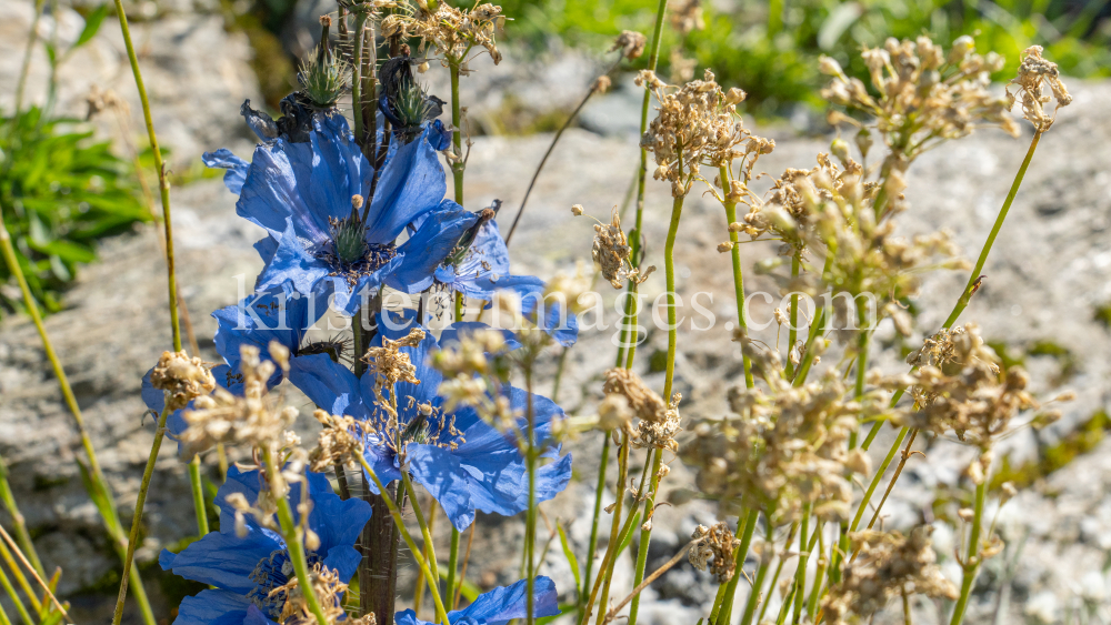 Trauben-Scheinmohn / Alpengarten der Universität Innsbruck, Patscherkofel, Tirol, Österreich by kristen-images.com