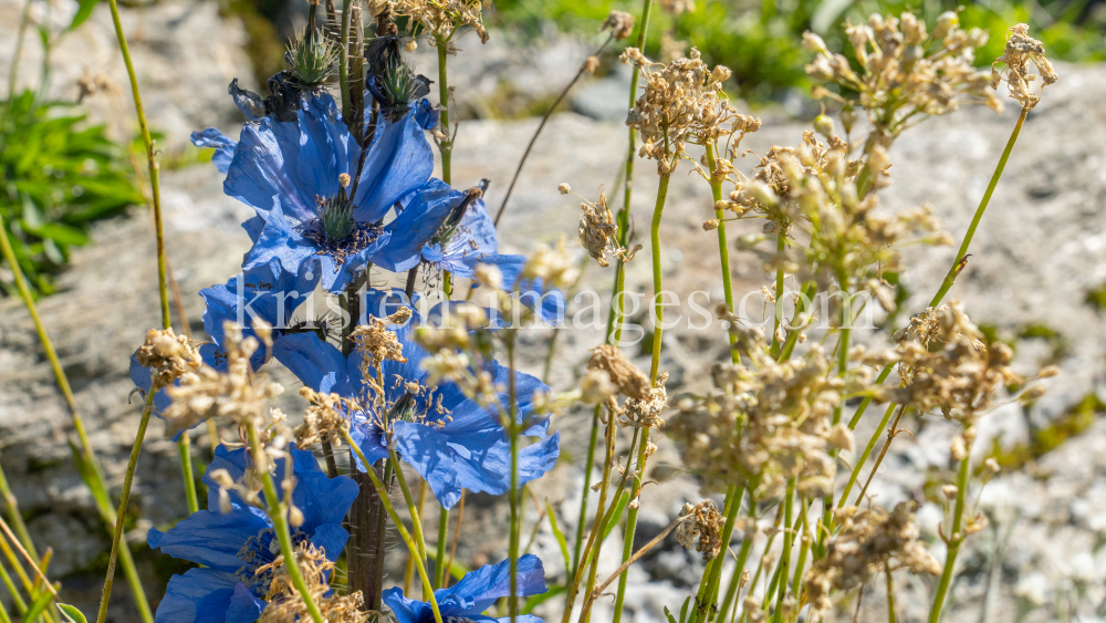 Trauben-Scheinmohn / Alpengarten der Universität Innsbruck, Patscherkofel, Tirol, Österreich by kristen-images.com