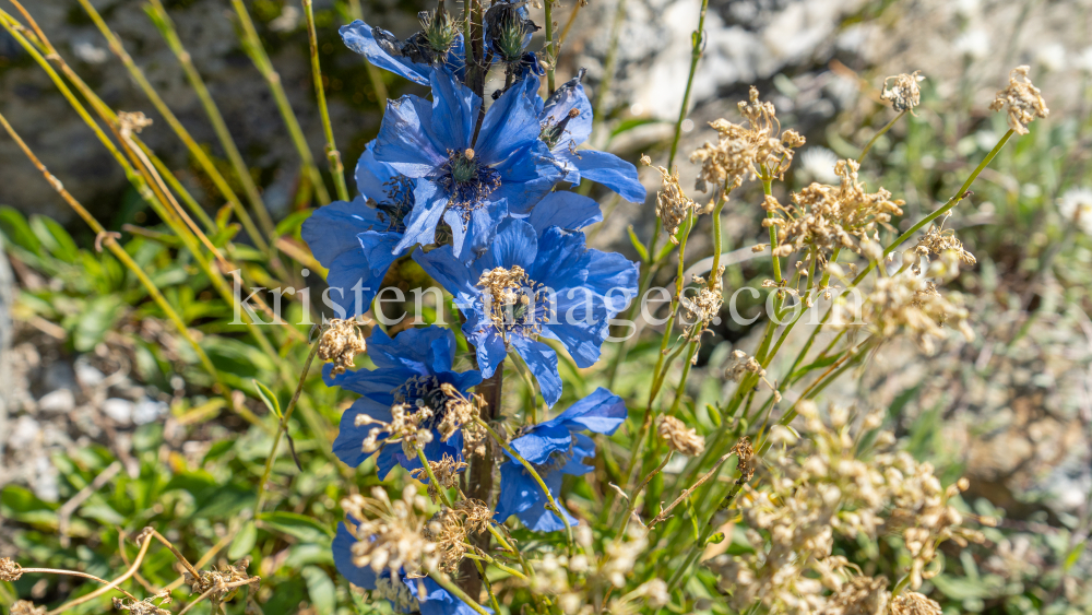 Trauben-Scheinmohn / Alpengarten der Universität Innsbruck, Patscherkofel, Tirol, Österreich by kristen-images.com