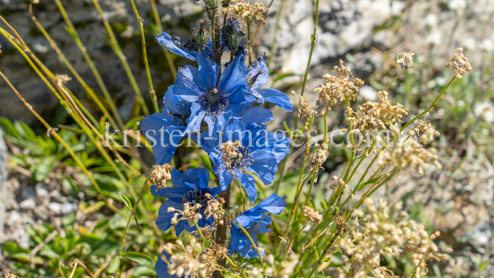 Trauben-Scheinmohn / Alpengarten der Universität Innsbruck, Patscherkofel, Tirol, Österreich by kristen-images.com