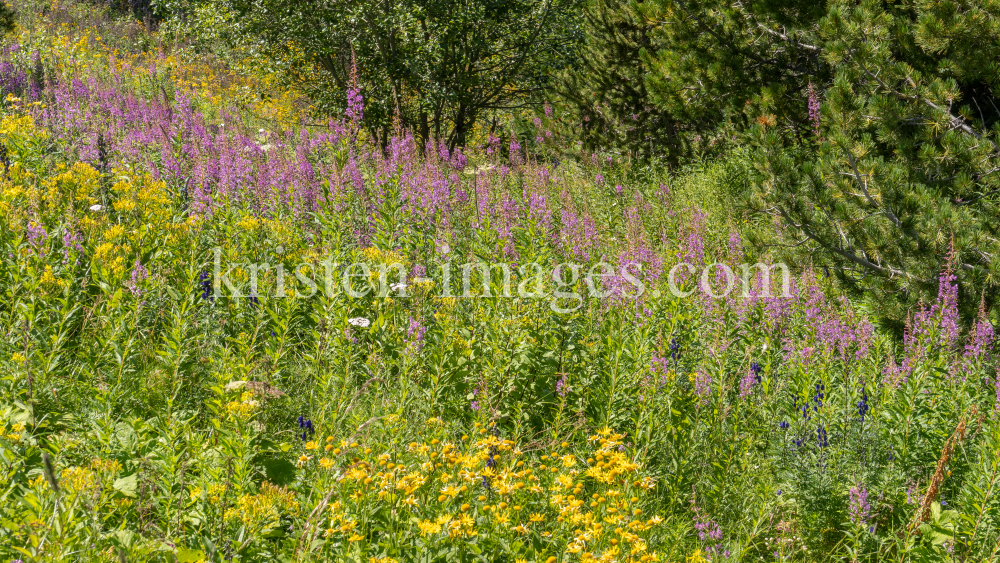 Hochstaudenflur / Alpengarten der Universität Innsbruck, Patscherkofel, Tirol, Österreich by kristen-images.com