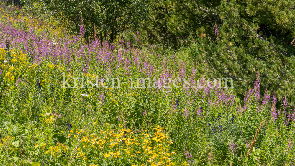 Hochstaudenflur / Alpengarten der Universität Innsbruck, Patscherkofel, Tirol, Österreich by kristen-images.com