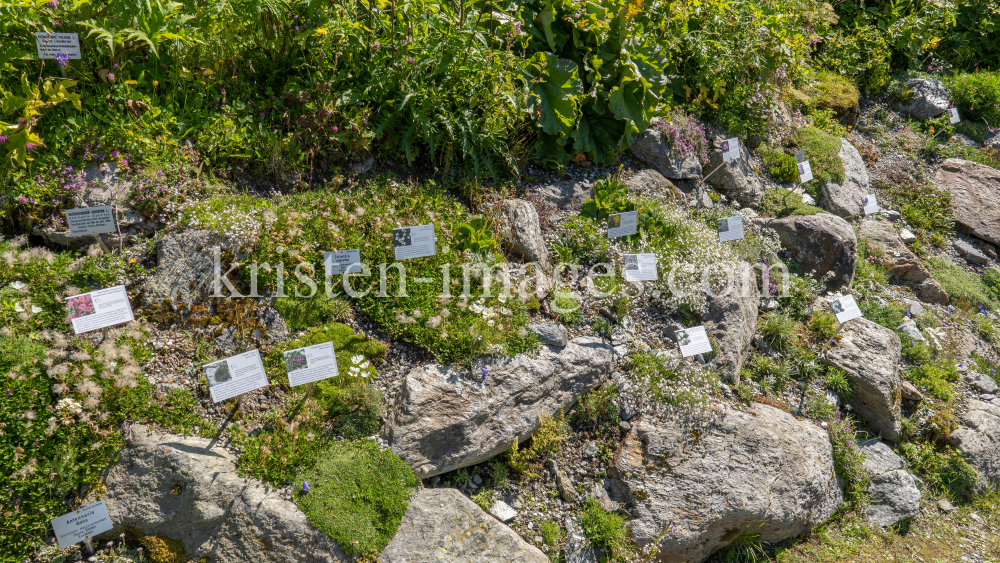 Alpengarten der Universität Innsbruck, Patscherkofel, Tirol, Österreich by kristen-images.com