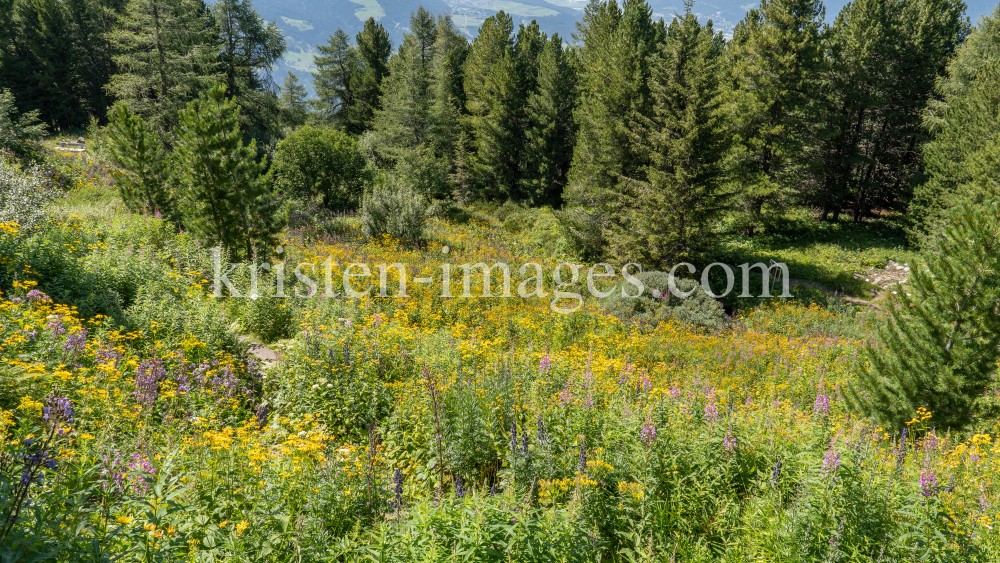 Hochstaudenflur / Alpengarten der Universität Innsbruck, Patscherkofel, Tirol, Österreich by kristen-images.com