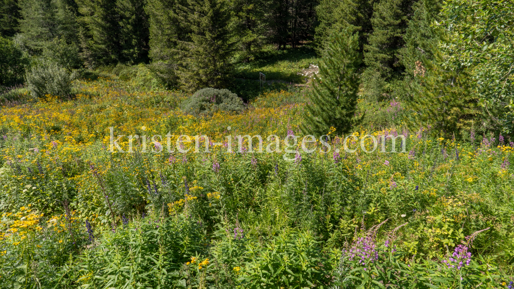 Hochstaudenflur / Alpengarten der Universität Innsbruck, Patscherkofel, Tirol, Österreich by kristen-images.com