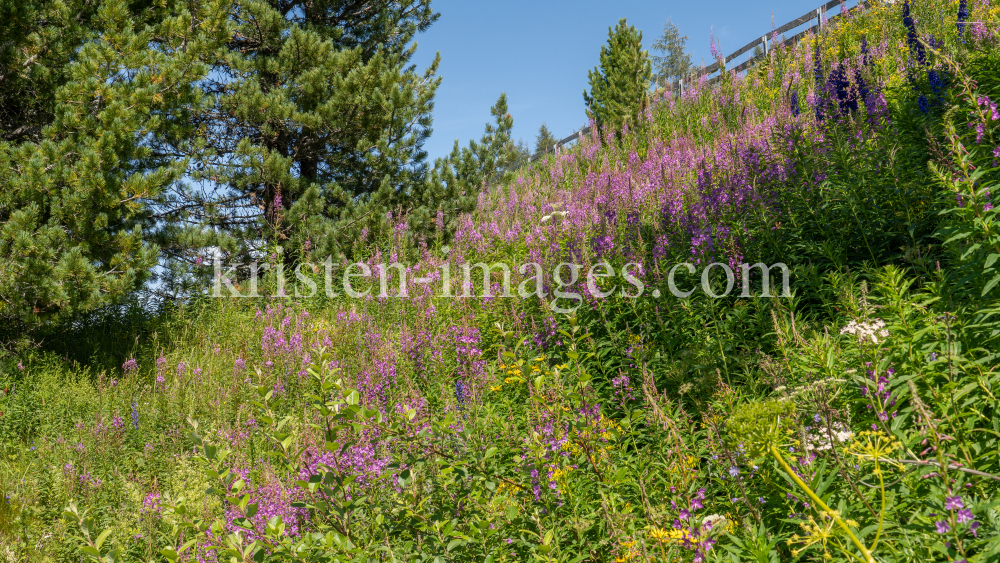 Hochstaudenflur / Alpengarten der Universität Innsbruck, Patscherkofel, Tirol, Österreich by kristen-images.com