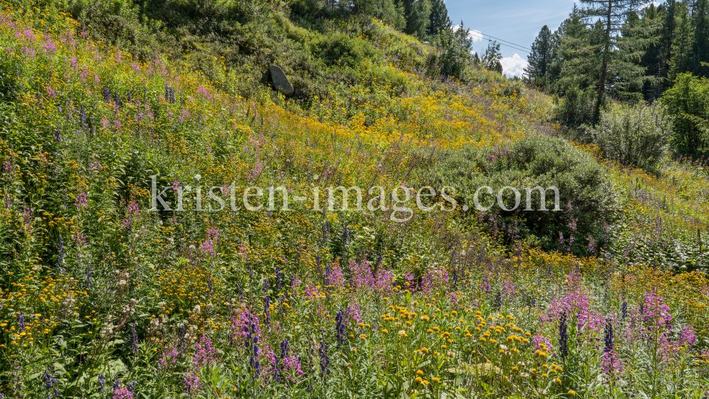 Hochstaudenflur / Alpengarten der Universität Innsbruck, Patscherkofel, Tirol, Österreich by kristen-images.com