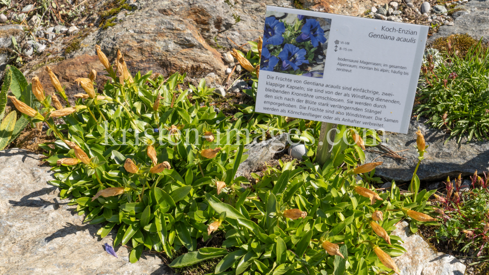 Koch-Enzian / Alpengarten der Universität Innsbruck, Patscherkofel, Tirol, Österreich by kristen-images.com