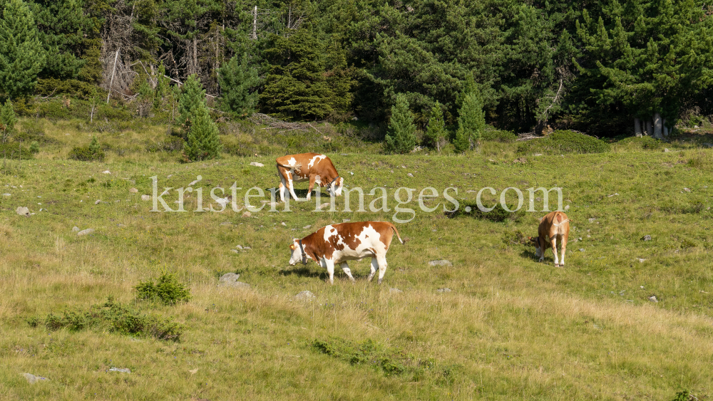 Kühe auf der Alm / Patscherkofel, Tirol, Österreich by kristen-images.com