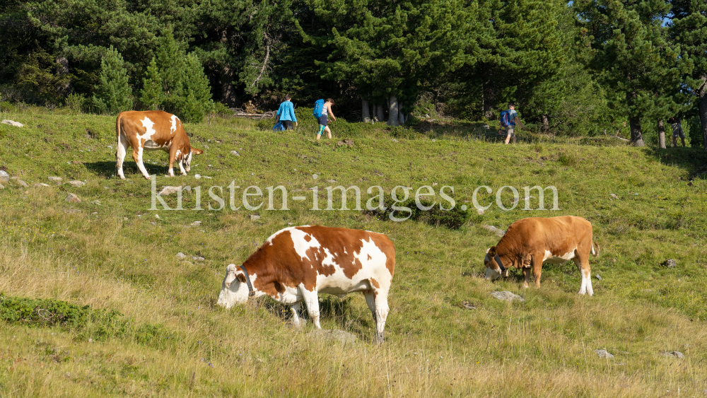 Kühe auf der Alm / Patscherkofel, Tirol, Österreich by kristen-images.com