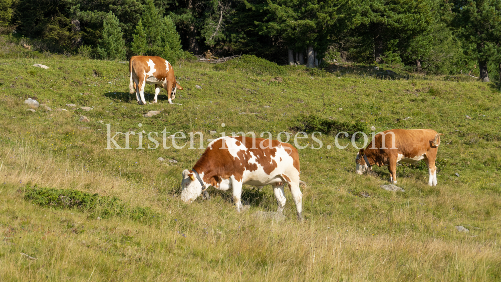 Kühe auf der Alm / Patscherkofel, Tirol, Österreich by kristen-images.com