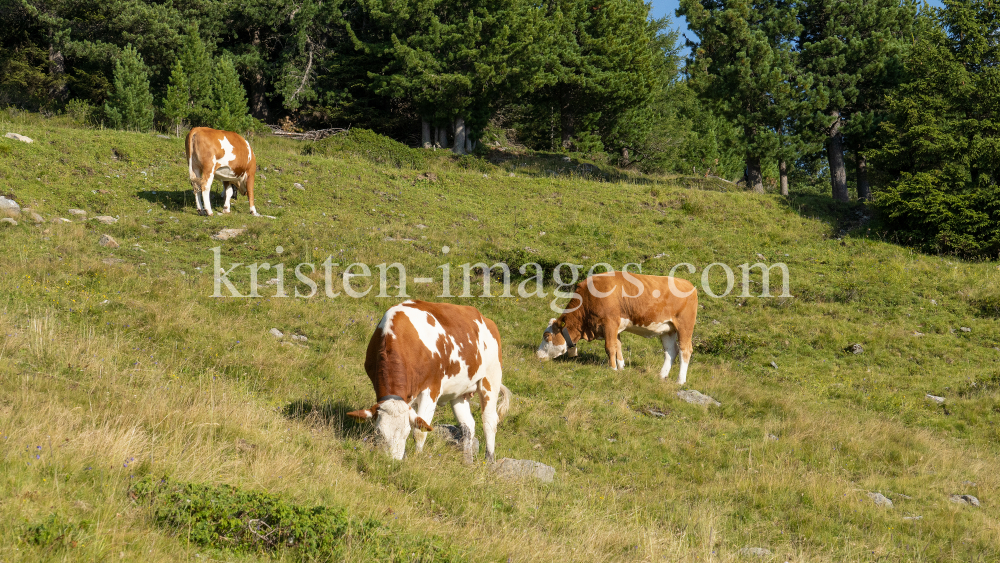 Kühe auf der Alm / Patscherkofel, Tirol, Österreich by kristen-images.com