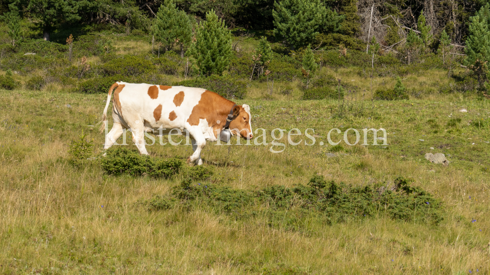 Kühe auf der Alm / Patscherkofel, Tirol, Österreich by kristen-images.com