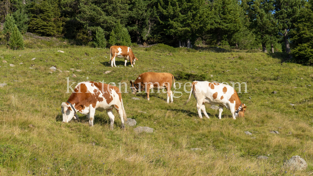 Kühe auf der Alm / Patscherkofel, Tirol, Österreich by kristen-images.com