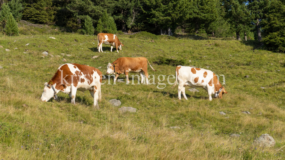 Kühe auf der Alm / Patscherkofel, Tirol, Österreich by kristen-images.com