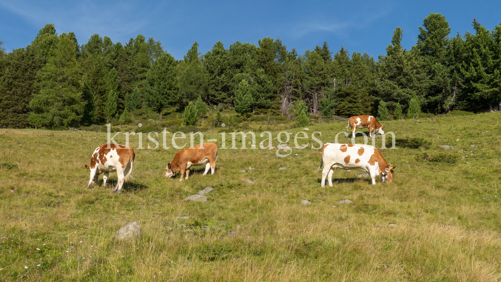 Kühe auf der Alm / Patscherkofel, Tirol, Österreich by kristen-images.com