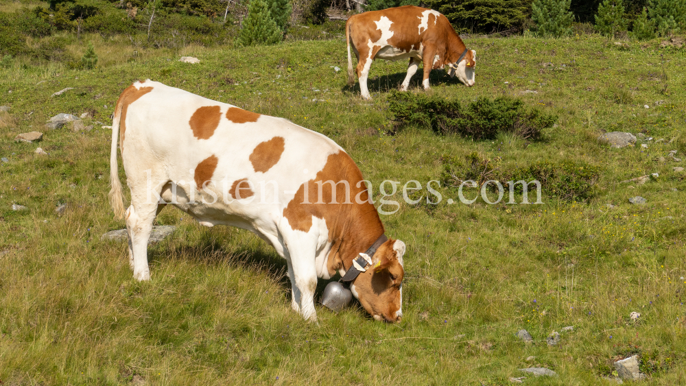 Kühe auf der Alm / Patscherkofel, Tirol, Österreich by kristen-images.com