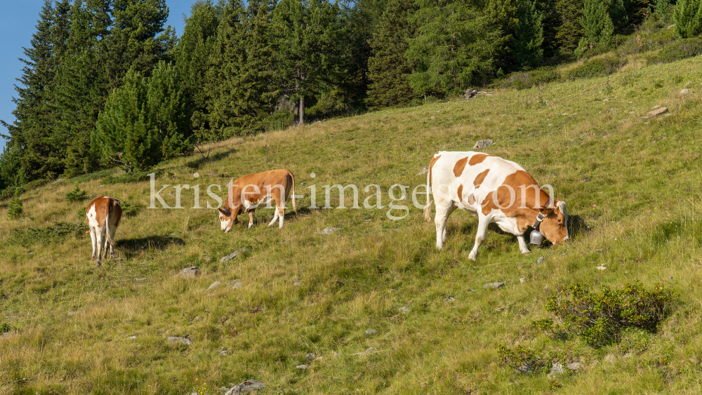 Kühe auf der Alm / Patscherkofel, Tirol, Österreich by kristen-images.com